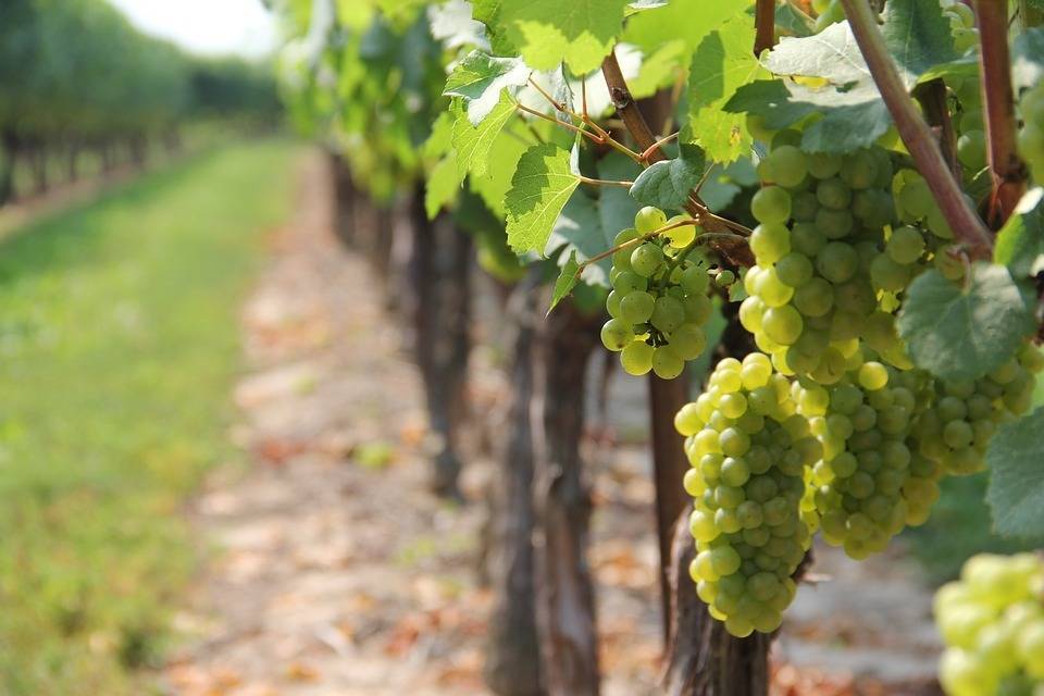 vine-3327945_960_720|Foto medios (1)|grapes-1952035_960_720